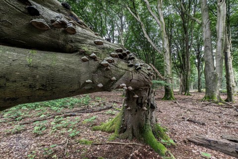 Tinder fungus (Fomes fomentarius) on bent copper beech (Fagus sylvatica), Emsland, Lower Saxony,