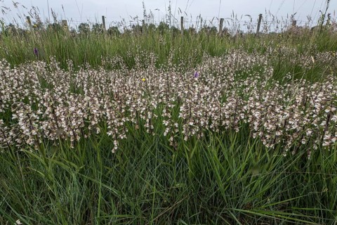 Marsh helleborine (Epipactis palustris), Emsland, Lower Saxony, Germany, Europe