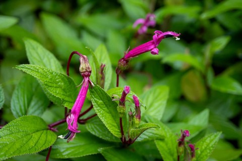 Centropogon costaricae, pink flowers, rainforest, Poás National Park, central highlands, Alajuela