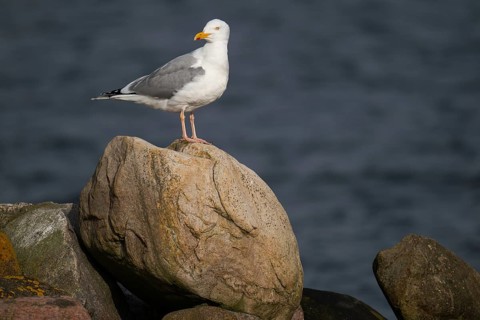 Herring Gull (Larus argentatus) standing on a stone, Hvide Sande, Denmark, Europe