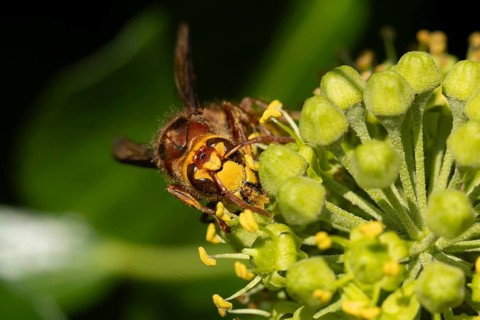 European hornet (Vespa crabro) adult insect feeding on an ivy plant flowers in the summer, England,
