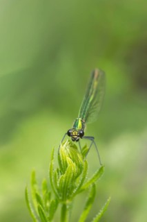 Banded demoiselle damselfly (Calopteryx splendens) adult female insect on a Cleaver plant leaf in