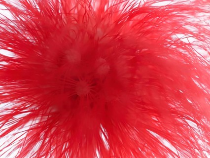 Macro photograph of a flower of the red powder puff (Calliandra tweedii)