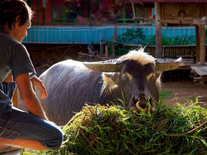 Man feeding water buffalo (Bubalus arnee), Limbong village, Tana Toraja, Sulawesi, Indonesia, Asia