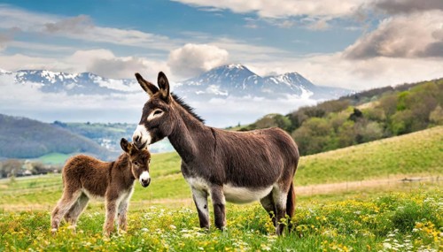 Two donkeys, dam and foal, in a flowering meadow with snow-covered mountains in the background