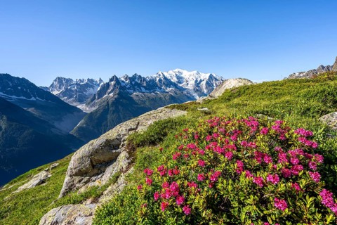 Mountain landscape with alpine roses, mountain panorama of the Mont Blanc massif with glaciated