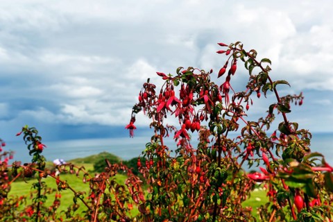 Fuchsias (Fuchsia), red flowering hedge, Antrim, Causeway Coastal Route, Northern Ireland, Great