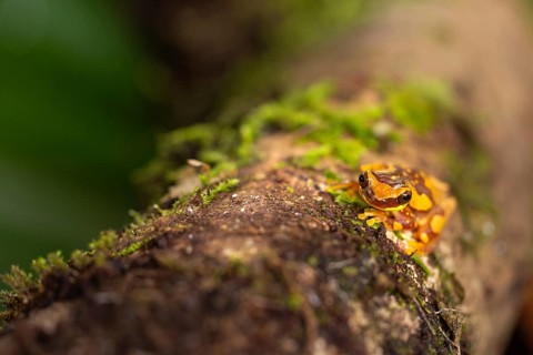 Hourglass tree frog (Dendropsophus ebraccatus), frogs (Rana), Costa Rica, Central America