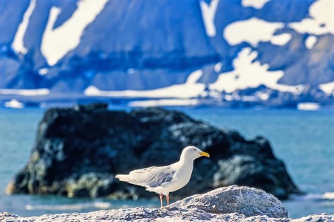 Glaucous gull (Larus hyperboreus) in an arctic landscape by the sea