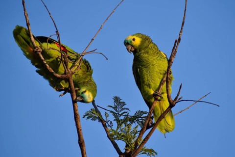 A pair of free-living blue-fronted amazons (Amazona aestiva) climbing in a tree in a public park in