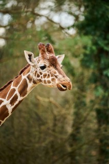 Reticulated giraffe (Giraffa camelopardalis reticulata), portrait, captive, Germany, Europe