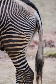 Grévy's zebra (Equus grevyi), detail, back, tail, Germany, Europe