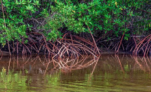Roots of mangrove trees reflecting in the water on the southern coast of the state of Bahia Serra