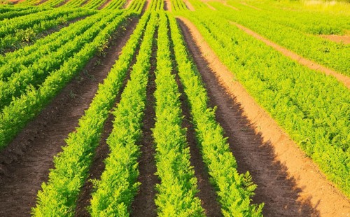 Green lines of carrot crop growing in sandy soil, Shottisham, Suffolk, England, UK