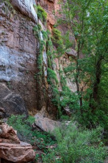 Grasses and vegetation grow out of the wet sandstone rock along the Riverside Walk in the Temple of