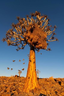 Weaver birds (Ploceidae) fly out of their nest in a quiver tree (Aloe dichotoma) at sunset, Fish