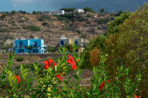 Red flowers of the mallow bush Hibiscus fragilis in the foreground and a small village with