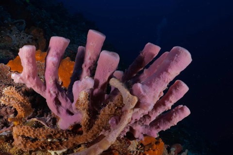 Purple big tube sponge (Haliclona (Reniera) fascigera) stands out in a colourful underwater