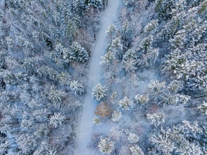 Snowy path through a dense, wintry forest, Bad Wildbad, district of Calw, Black Forest, Germany,