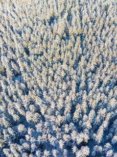 Bird's eye view of a densely wooded and snow-covered forest, Bad Wildbad, district of Calw, Black