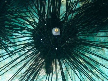 Arbacia lixula with long spines and one eye, Diadema setosum, on sandy seabed, dive site Secret