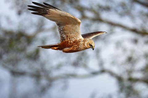 Marsh harrier (Circus aeruginosus) in flight, bird of prey in search of food, Peene Valley River