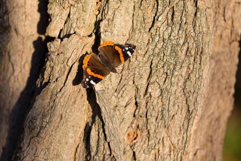 Butterfly Admiral (Vanessa atalanta), female, juvenile form