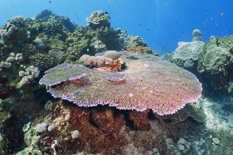 Large, round Hyacinth Table Coral (Acropora hyacinthus) in a diverse underwater landscape, dive