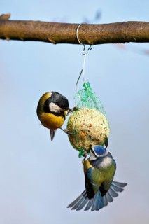 Great tit (Parus major) and blue tit (Cyanistes caeruleus, syn.: Parus caeruleus), two birds at a