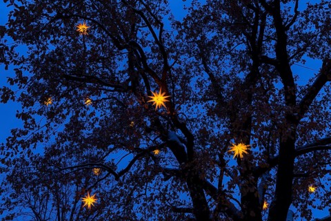 Herrnhut stars in the star tree, oak tree still with autumn leaves in Advent, Sterneweihnacht