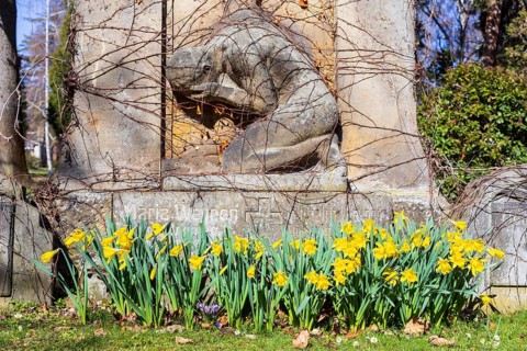 Daffodils (narcissus) blooming on a grave with a gravestone, spring at the Trinitatisfriedhof