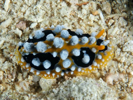 Yellow wart slug (Phyllidia ocellata) with distinctive white patterns on sand, dive site Spice