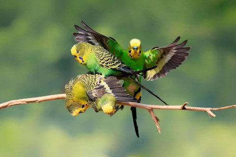Budgerigar (Melopsittacus undulatus), adult, group, male, female, in perch, mating, social