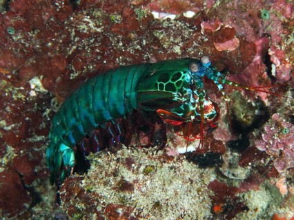 Green clown mantis shrimp (Odontodactylus scyllarus) on a coral reef full of colours, dive site SD,