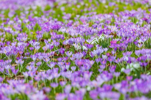 Crocuses (crocus) in bloom, with a few snowdrops (galanthus) flowering in between