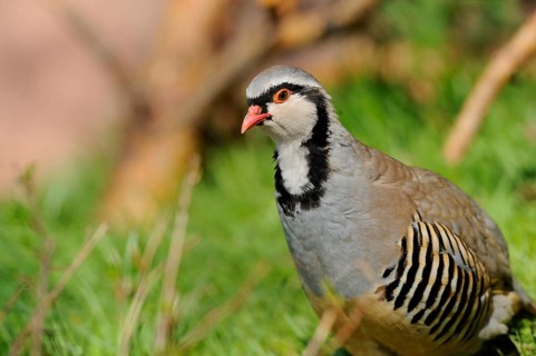 A grey partridge sits on a green meadow in natural surroundings, rock partridge (Alectoris graeca),