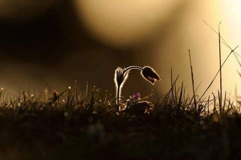 Silhouette of a Pulsatilla flower in the sunset light, Pasque flower (Pulsatilla vulgaris), Upper