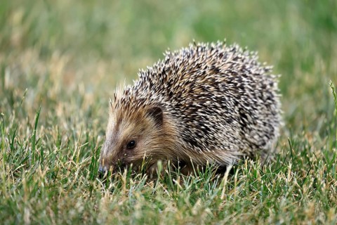 Brown-breasted hedgehog (Erinaceus europaeus), adult, during the day, foraging, meadow, Ellerstadt,