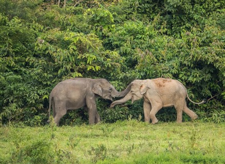 Indian elephants (Elephas maximus indicus), Khiri Khan, Hua Hin, Kui Buri National Park, Thailand,