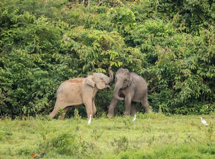 Indian elephants (Elephas maximus indicus), Khiri Khan, Hua Hin, Kui Buri National Park, Thailand,
