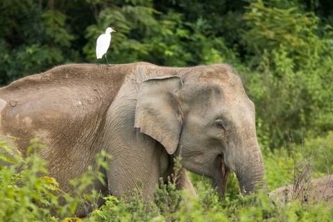 Indian elephants (Elephas maximus indicus), Khiri Khan, Hua Hin, Kui Buri National Park, Thailand,
