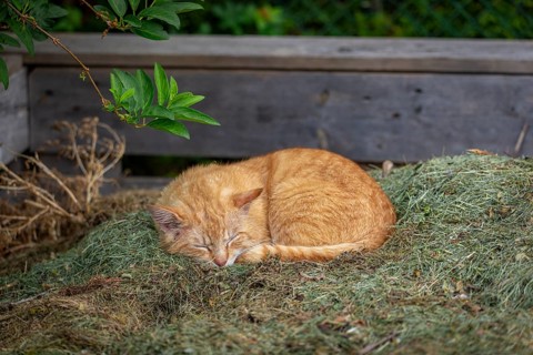 Relaxed red felidae (Felis catus) dozing on a pile of hay under green leaves, Ternitz, Lower