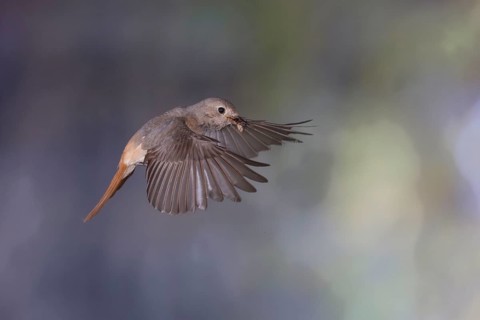 Common redstart (Phoenicurus phoenicurus), female approaching the nest with food in her beak, North