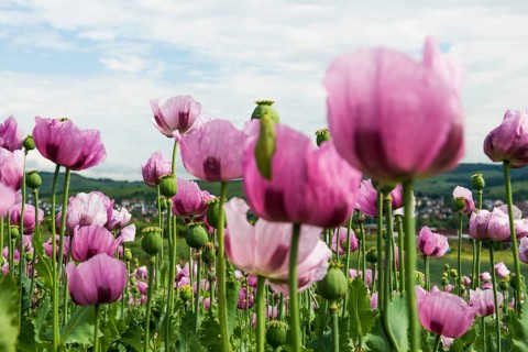 Opium poppy (Papaver somniferum), opium poppy field, Erlenbach, near Heilbronn, Baden-Württemberg,