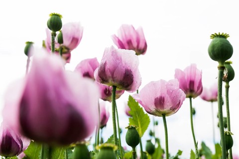 Opium poppy (Papaver somniferum), opium poppy field, Erlenbach, near Heilbronn, Baden-Württemberg,