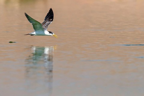 Caspian Tern, flight photo, (Thalasseus bergii), East Khawr / Khawr Ad Dahariz, Salalah, Dhofar,