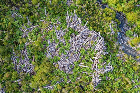 Dead trees in a forest, on the slope of the Chaiten volcano, destroyed by volcanic eruptions, Park