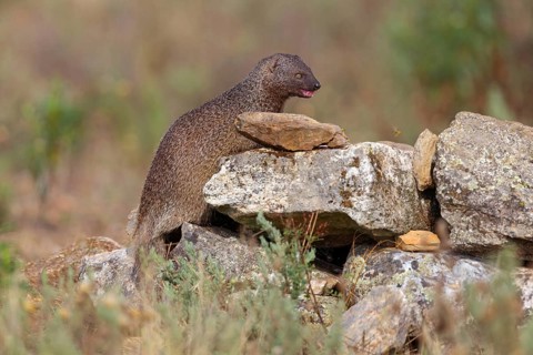 (Herpestes ichneumon), mongoose, family of carnivores, Hides De Calera / Valley Hide, Calera Y