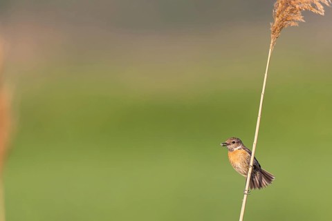 Stonechat, (Saxicola torquata), foraging, female, Eich, Rhineland-Palatinate, Germany, Europe