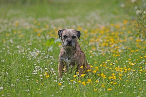 Border Terrier